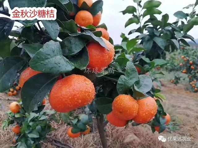 砂糖橘怎么种植,柑橘之友沙糖桔种植密度