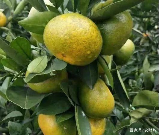 砂糖橘出砂,有药能让沙糖桔着色快