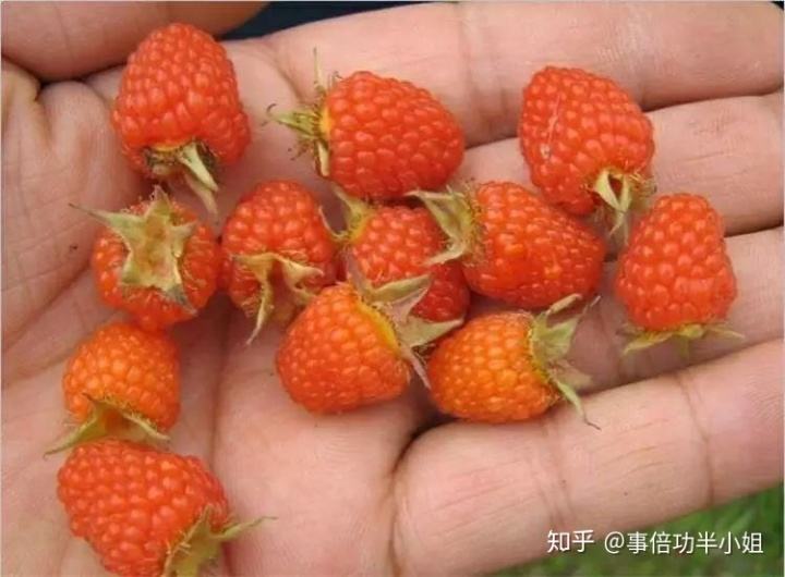 好吃的奇葩水果,100种奇特的水果