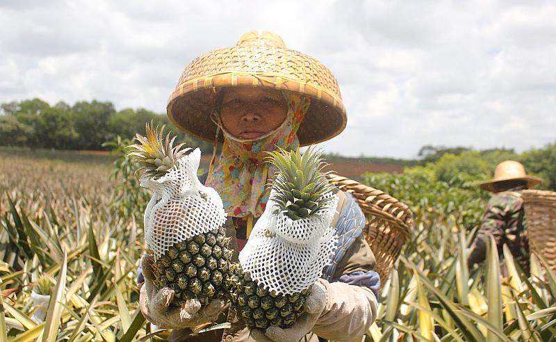 菠萝行情,菠萝现在的价格
