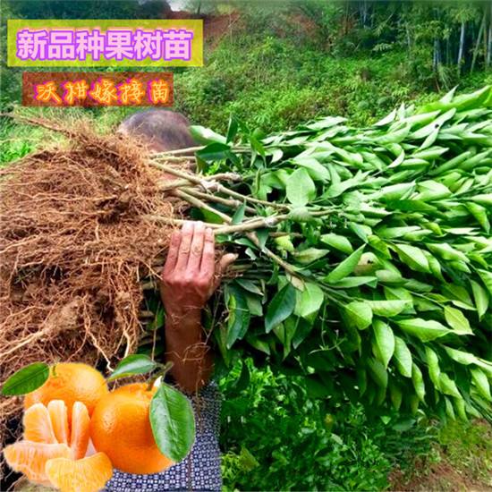 沃柑嫁接柚子,金桔能嫁接在柚子树上吗