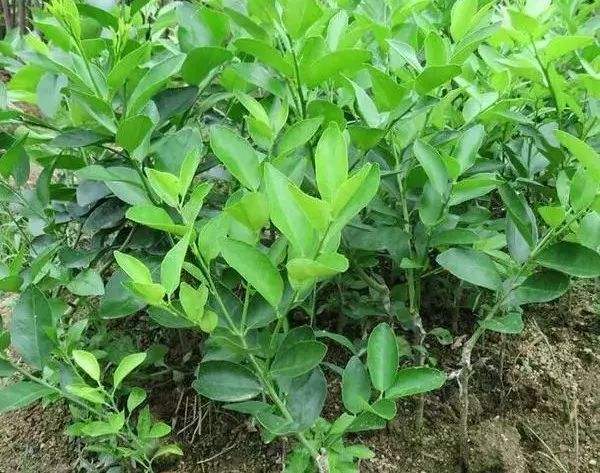沃柑环割树皮,沃柑什么时候环割