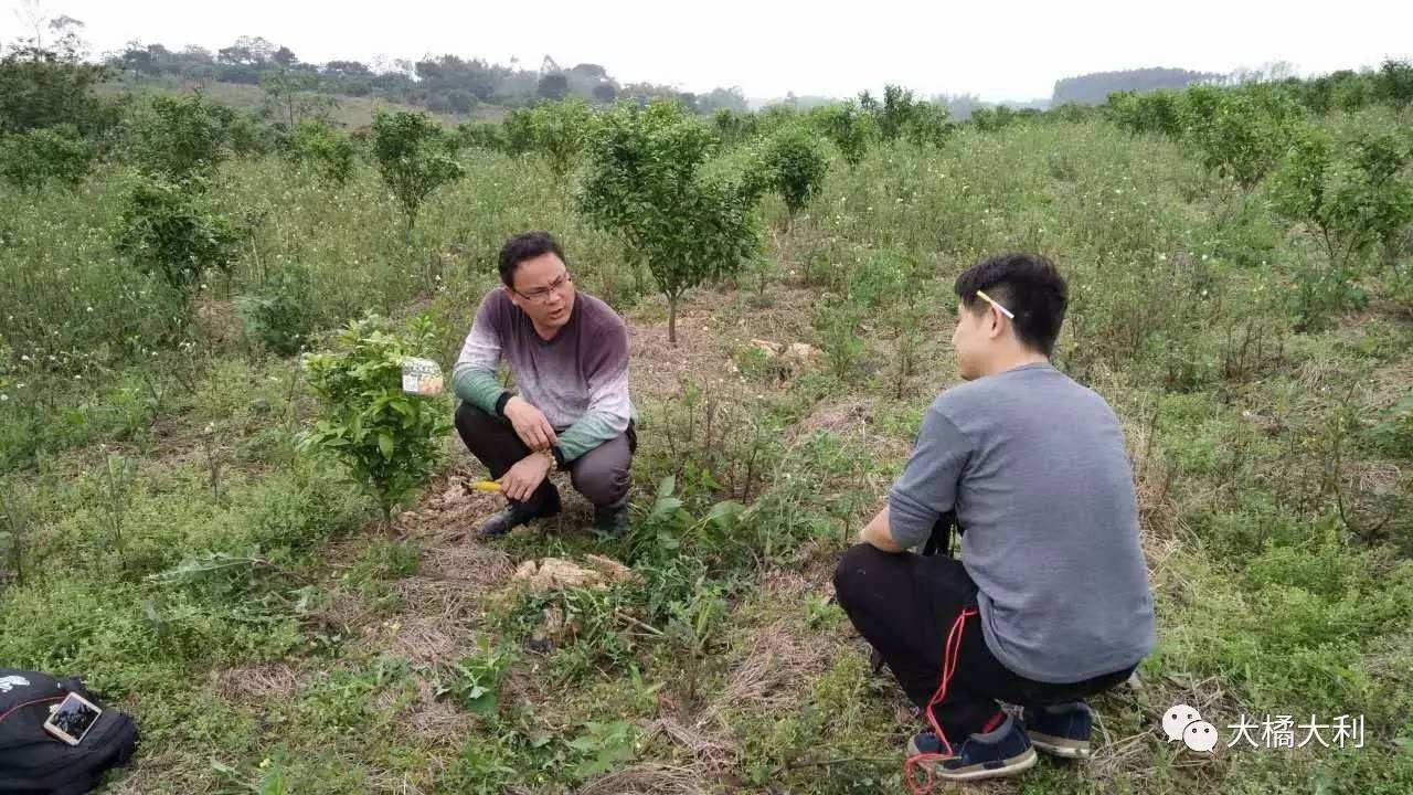 沃柑环割树皮,沃柑什么时候环割