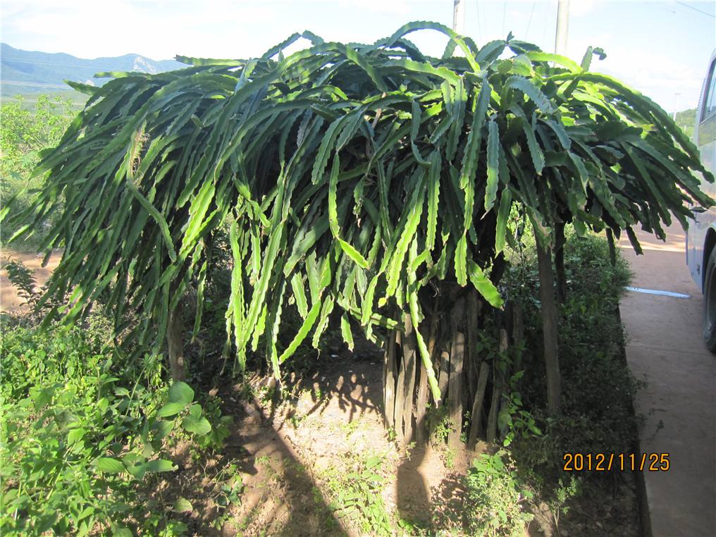 火龙果株,大棚火龙果种植间距