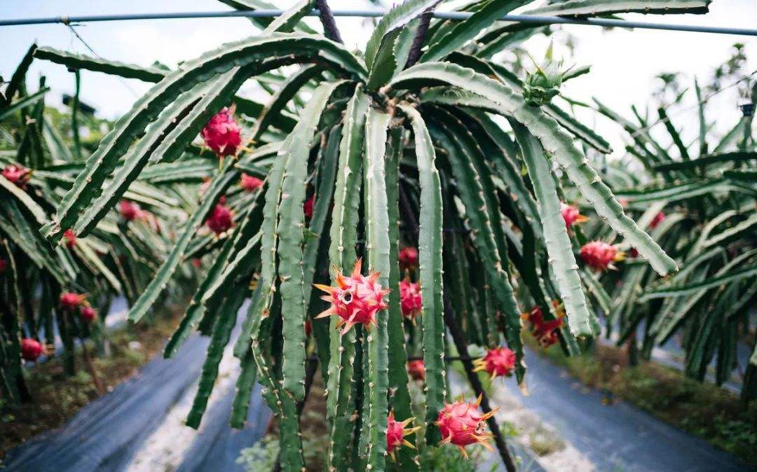 火龙果株,大棚火龙果种植间距