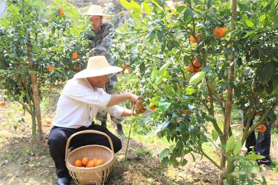 创业靠沃柑,投15亩沃柑要多少钱