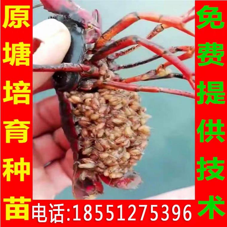 淡水水果是怎么运输的的简单介绍
