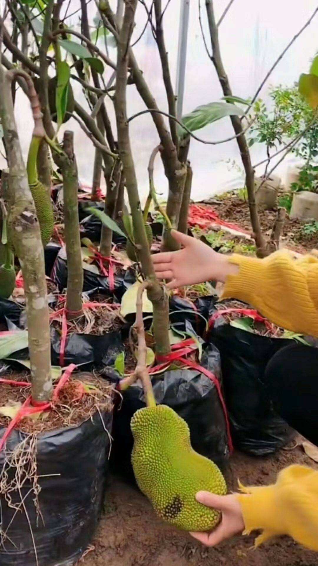 木菠萝种植,木菠萝什么时候成熟