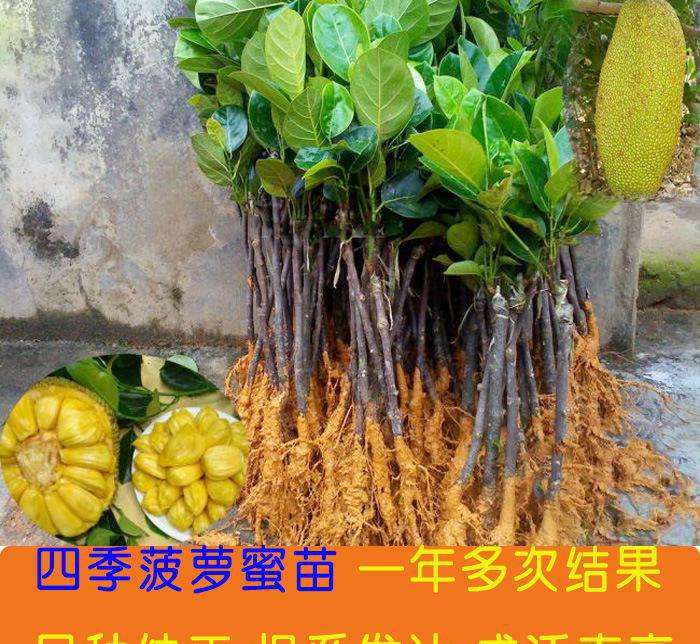 木菠萝种植,木菠萝什么时候成熟