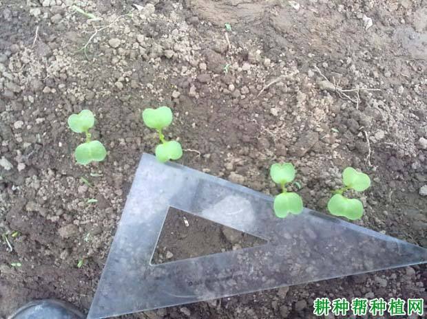 包含早春水果萝卜种植后几天出苗的词条