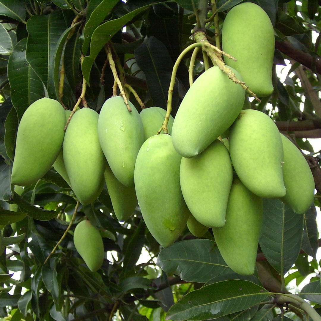 芒果是什么种类水果,最好吃的10个芒果品种