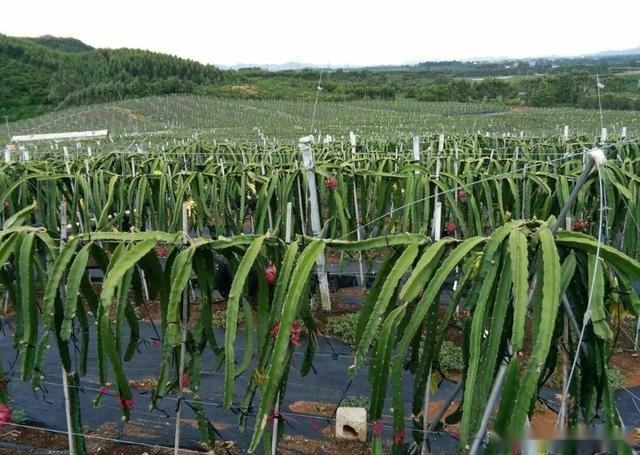 火龙果种子种植,火龙果最新的种植方法