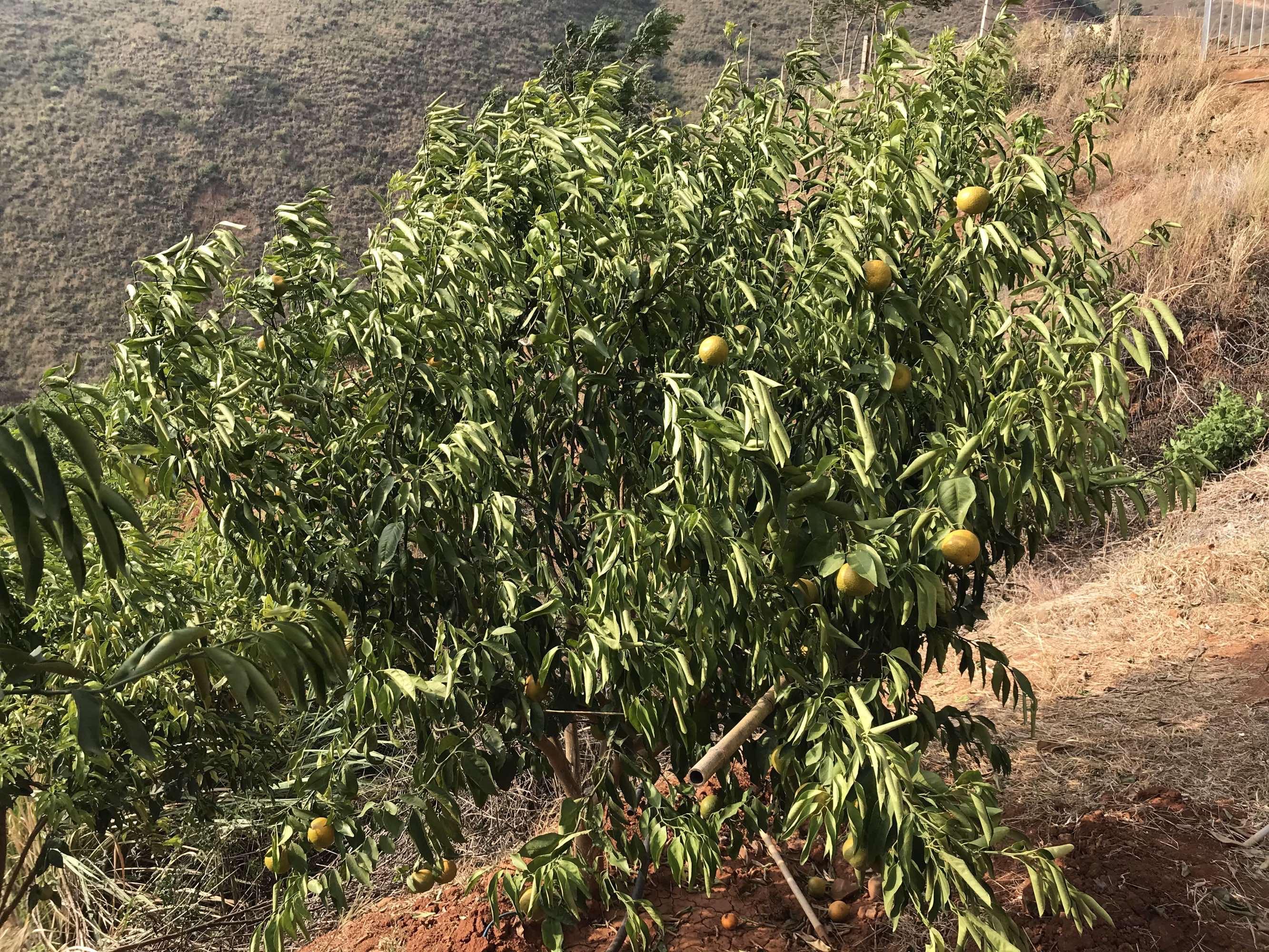 包含沃柑旱情的词条