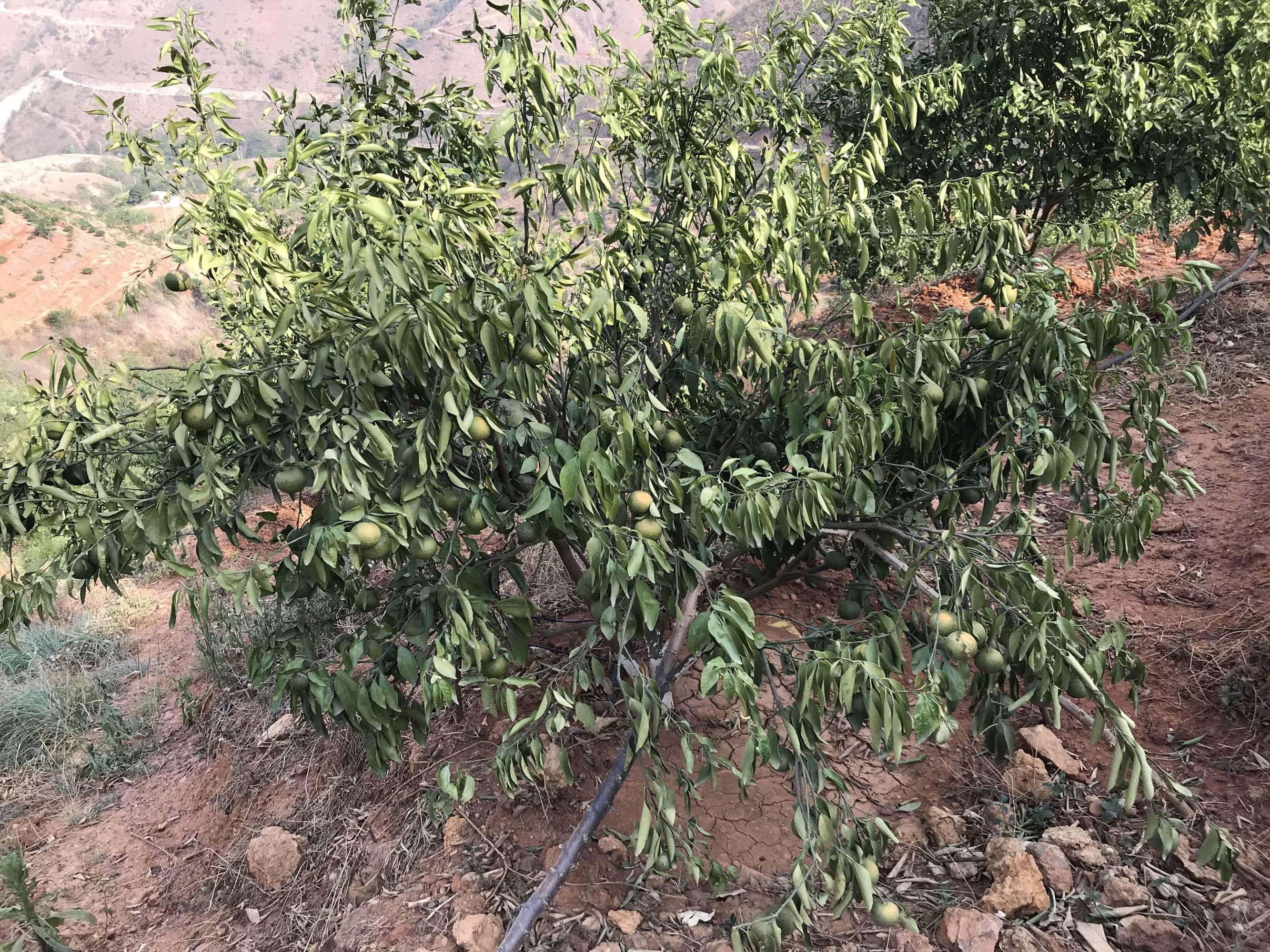 包含沃柑旱情的词条