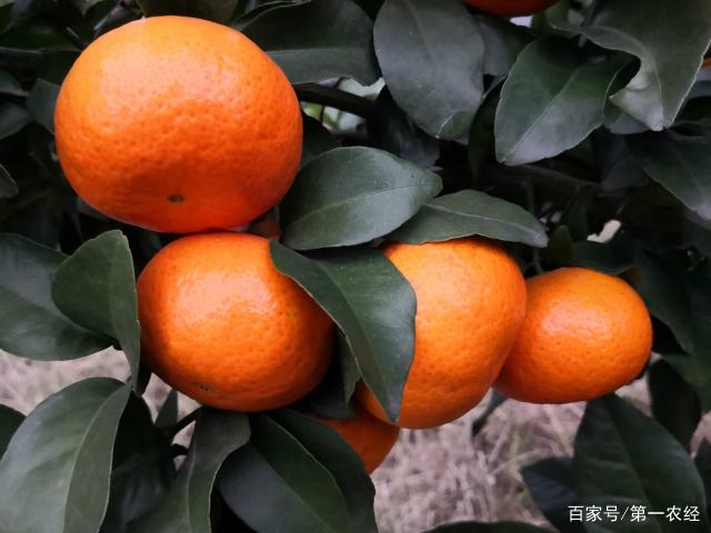 金秋砂糖橘上市,金秋沙糖桔2020年价格