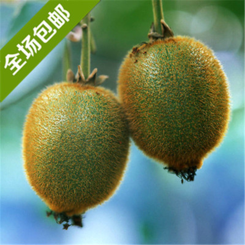 3月四川可以种植什么水果,适合四川水果树苗品种有哪些