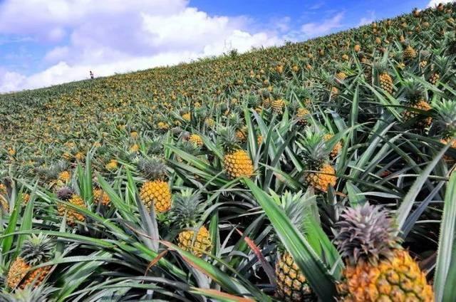 关于适合亚热带种植的水果的信息