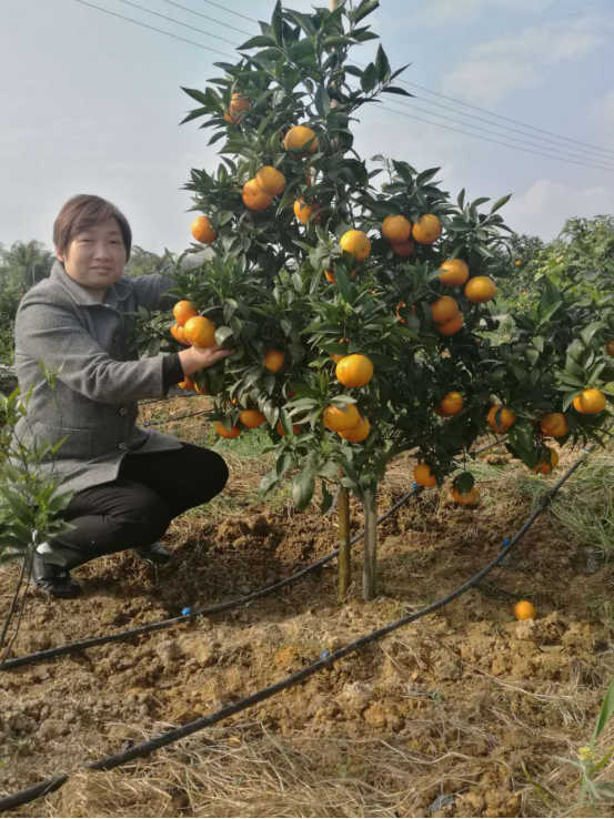 沃柑多少克,沃柑吃了会不会发胖