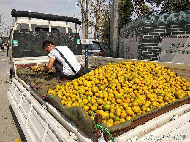 货车拉砂糖橘,货车配货站货源信息