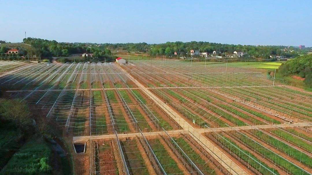 大型水果种植基地联系方式的简单介绍