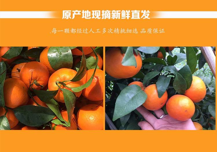 枳壳沃柑甜吗,沃柑糖分含量高么