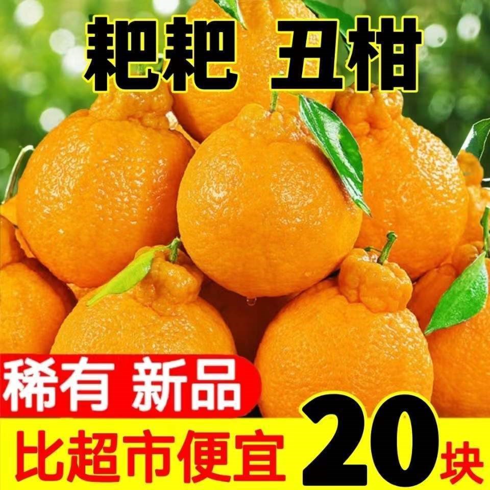 水果橘子,水果橘子图片大全