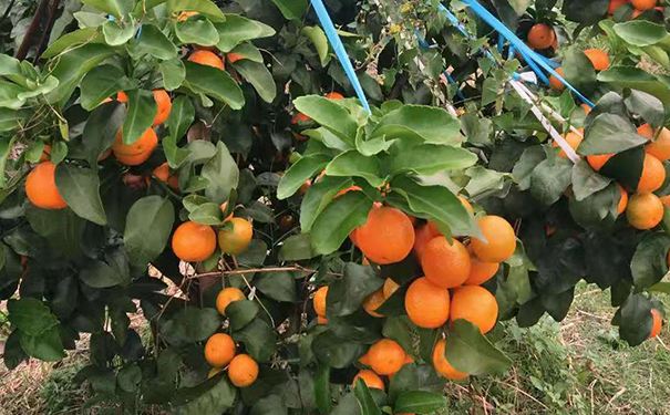 砂糖橘储备,家里沙糖桔保存方法