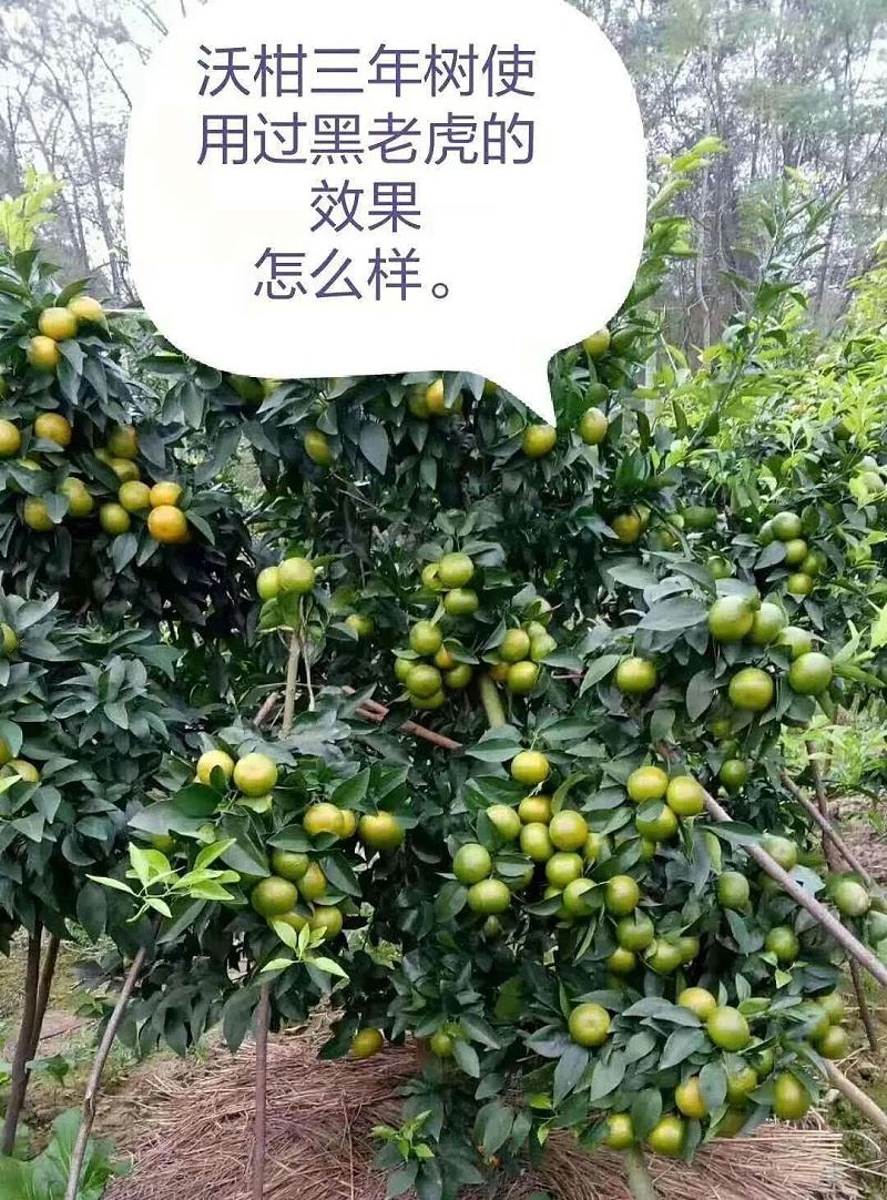 砂糖橘什么时候施秋肥,沙糖桔秋肥最迟可以什么时候下