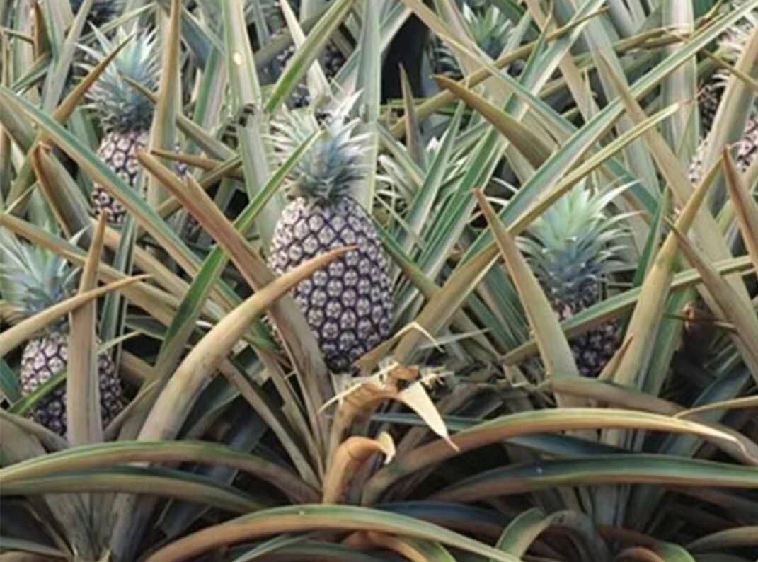 菠萝繁殖,菠萝繁殖方式
