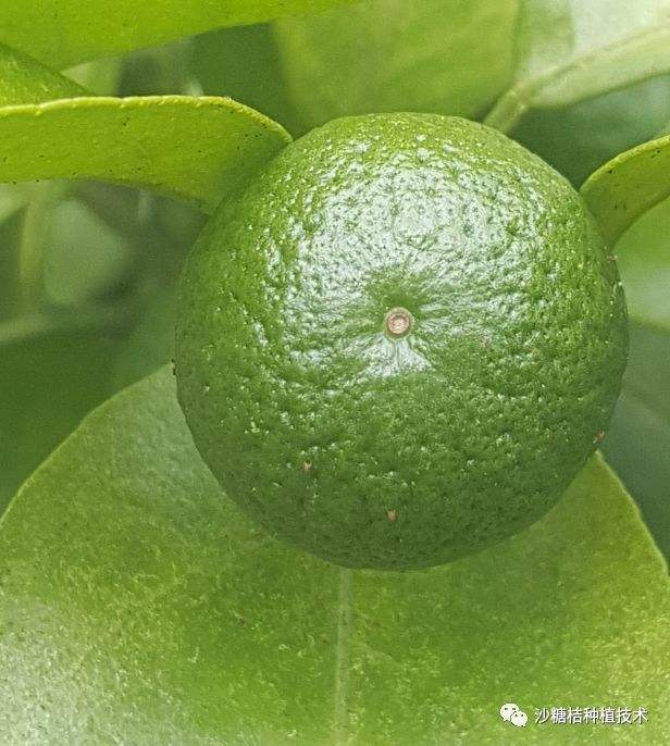 砂糖橘的病虫害,芝麻病虫害图片及防治