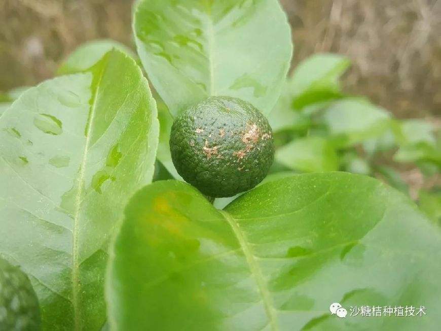 砂糖橘的病虫害,芝麻病虫害图片及防治