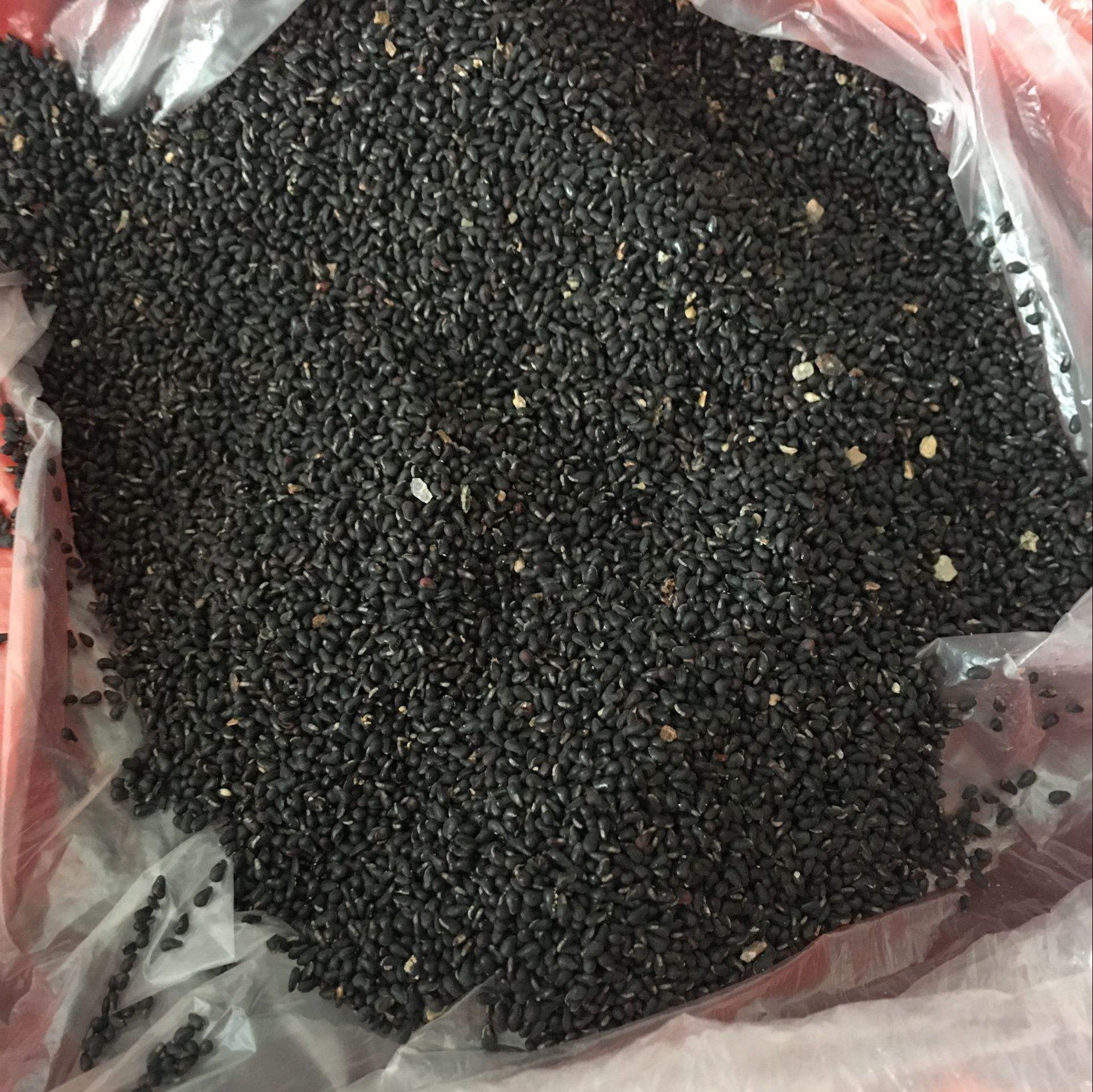 水果的种子,多样的水果种子