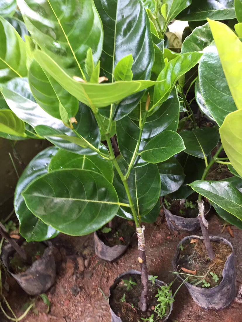种菠萝蜜,菠萝蜜苗怎么培育