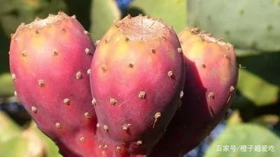 火龙果是仙人掌的果实吗,仙人掌结的果实能吃吗?有什么用