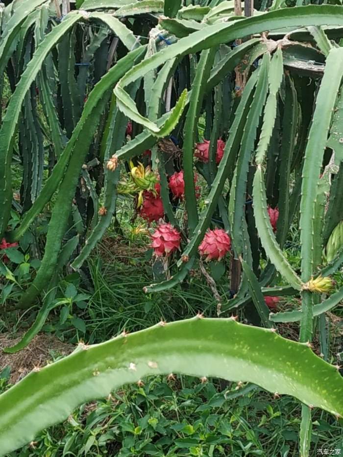 火龙果是仙人掌的果实吗,仙人掌结的果实能吃吗?有什么用