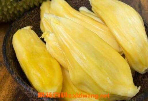 什么是菠萝蜜,菠萝蜜的正确吃法