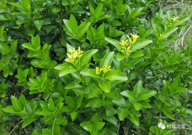 砂糖橘花芽分化,沙糖桔花芽分化的秘密