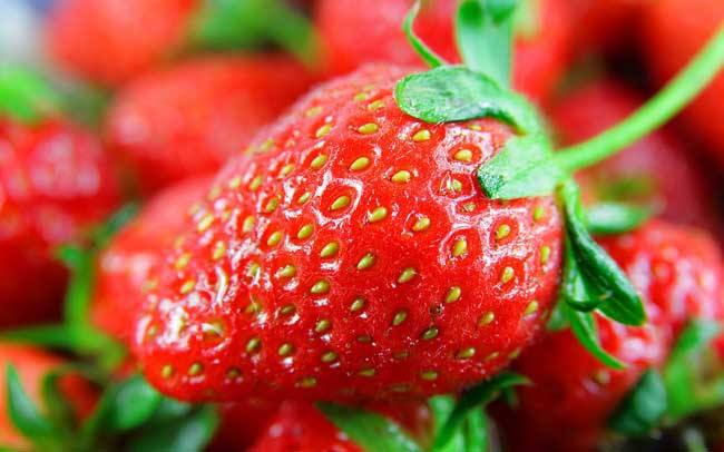 春季宜种植什么水果,2020年种植什么果树好