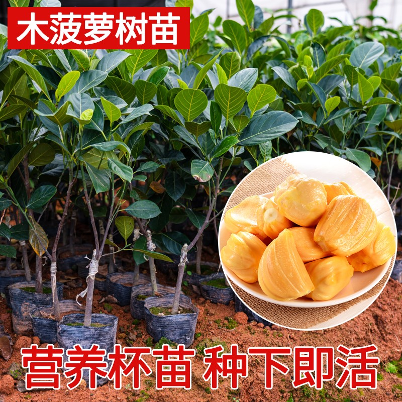 菠萝树苗,凤梨苗多少钱一株