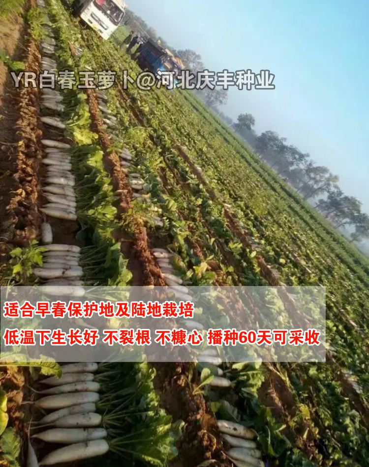 春季露地水果萝卜种植时间的简单介绍