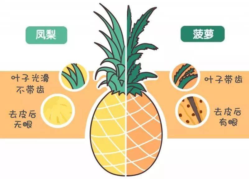 菠萝怎样选,菠萝和凤梨的区别
