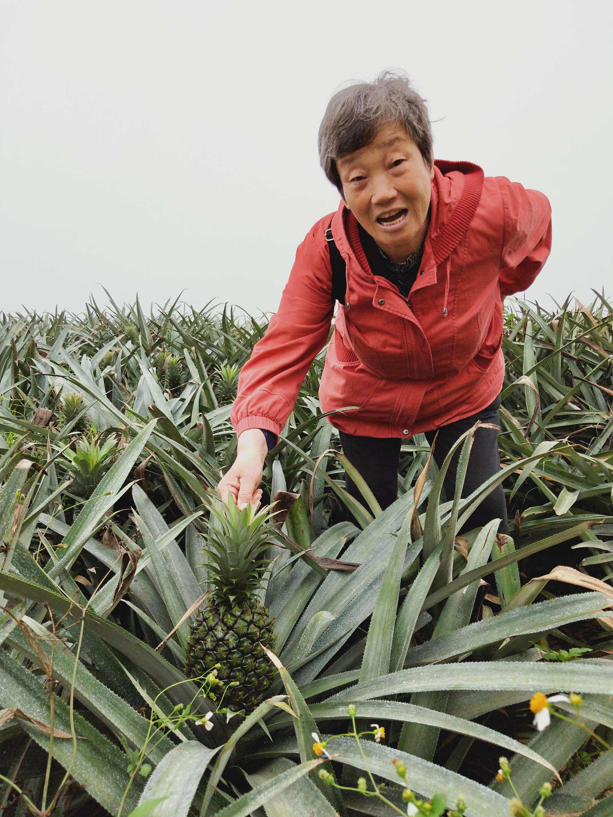 菠萝采摘,菠萝采摘时间