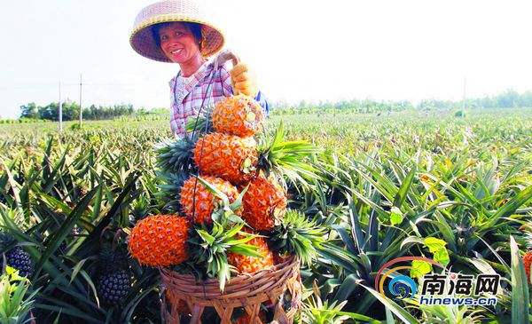 菠萝采摘,菠萝采摘时间