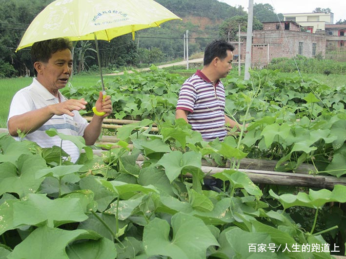 关于绿叶水果的种植方法的信息