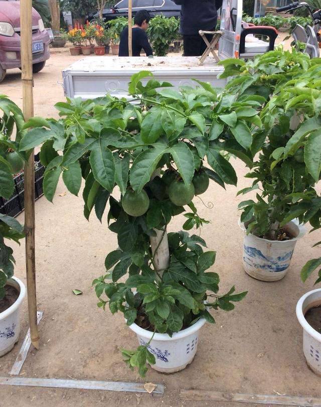 阳台适合种植什么水果,适合室内养的50种水果