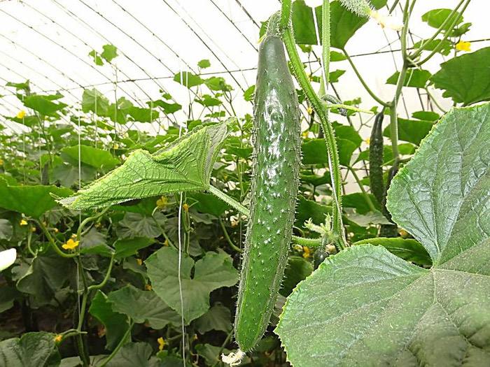 水果黄瓜的种植技术,黄瓜浇水必须知道的三个技巧