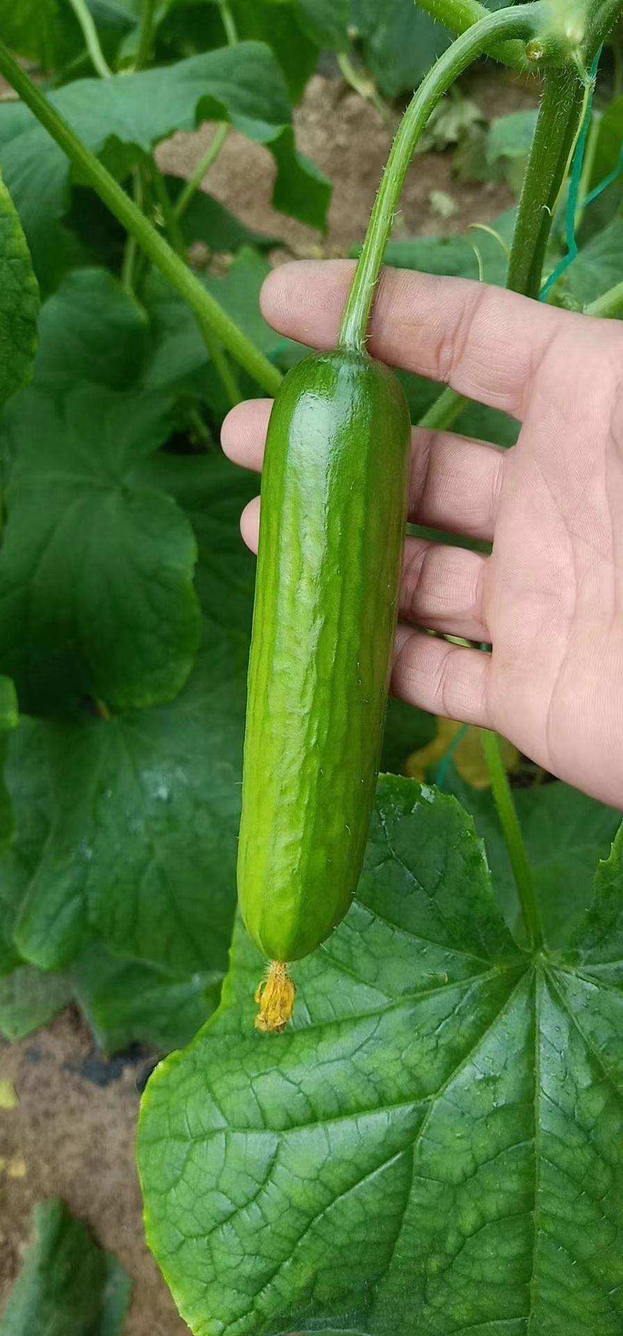 水果黄瓜的种植技术,黄瓜浇水必须知道的三个技巧