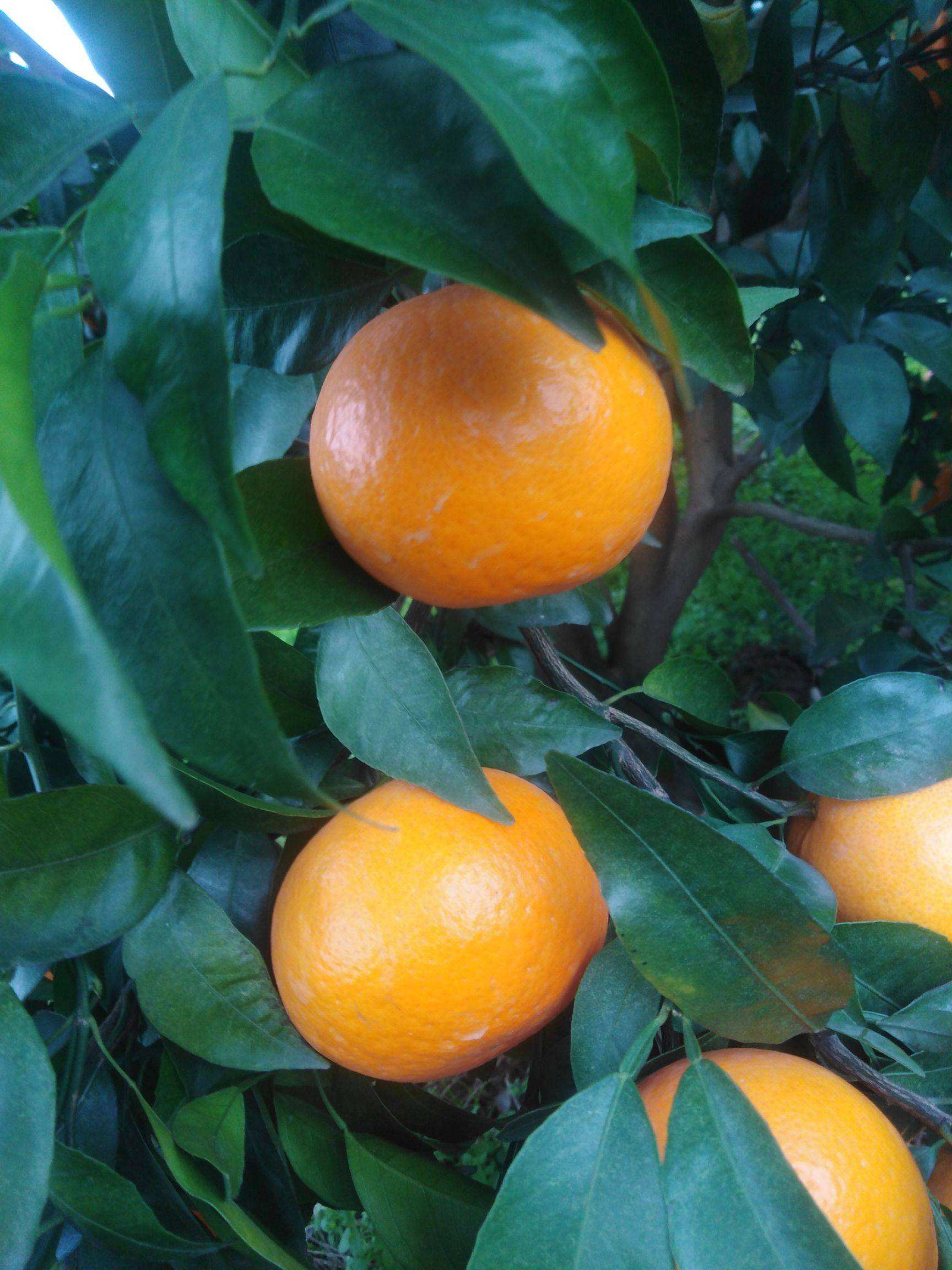 蜜蜂沃柑,蜜蜂沃柑的优点