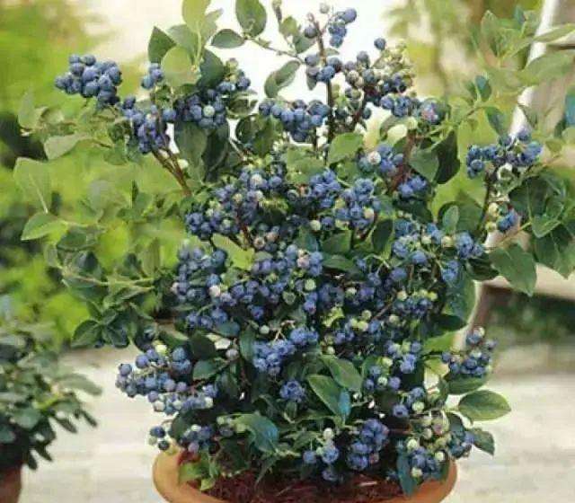 盆栽水果怎么种植,家庭水果盆栽种植方法