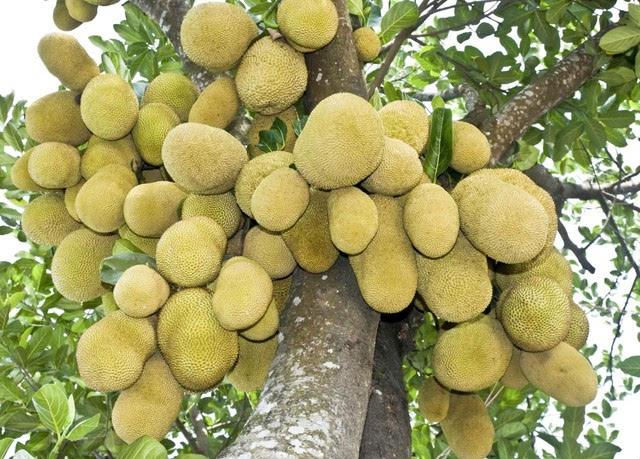菠萝蜜品种,菠萝蜜种植方法